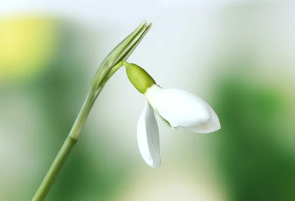 Beautiful snowdrop flower on green background — Stock Photo, Image