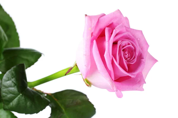 Gyönyörű rózsaszín rózsa elszigetelt fehér — Stock Fotó