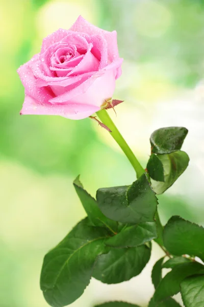 Piękna różowa róża na zielonym tle — Zdjęcie stockowe
