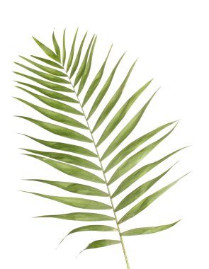 Beautiful palm leaf isolated on white clipart