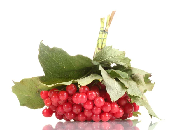 琼花在白色孤立的红色浆果 — 图库照片