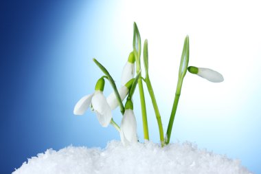 Beautiful snowdrops in snow on blue background clipart