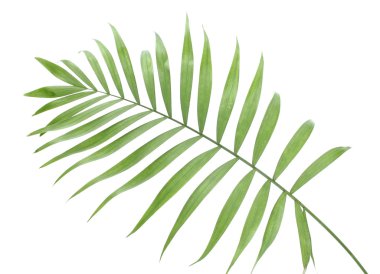 Beautiful green palm leaf isolated on white clipart