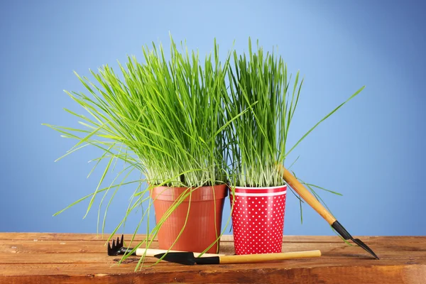 青色の背景に 2 つの植木鉢に緑の草 — ストック写真