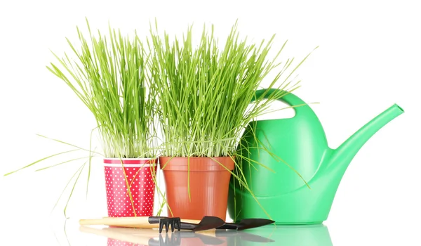Green grass in two flowerpot on blue background — Stock Photo, Image