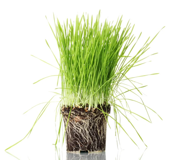 Zielona trawa z ziemi na białym tle — Zdjęcie stockowe