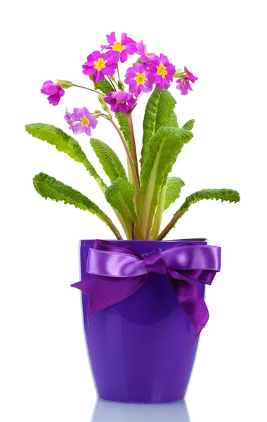 Bella primula viola in un vaso da fiori isolato su bianco — Foto Stock