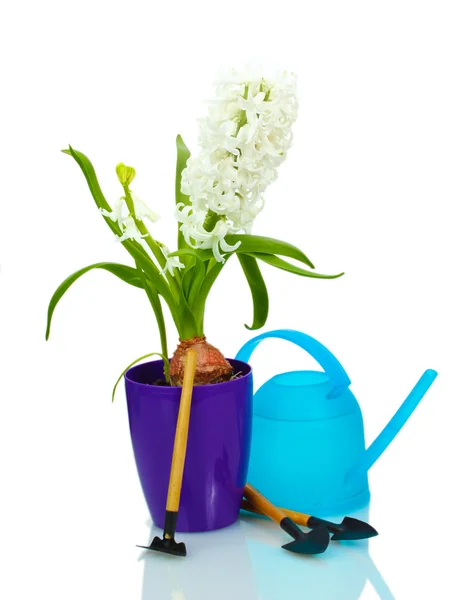 Красивый белый гиацинт в фиолетовый цветочный горшок, лейка и садовые инструменты изолированы на белом — стоковое фото