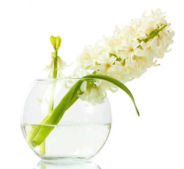 Belo jacinto branco em vaso transparente isolado em branco — Fotografia de Stock