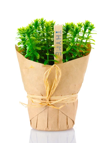 Tomilho planta erva em vaso com bela decoração de papel isolado no branco — Fotografia de Stock