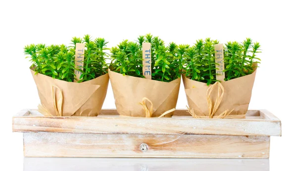 Thymianpflanzen in Töpfen mit schönem Papierdekor auf Holzständer isoliert auf weiß — Stockfoto