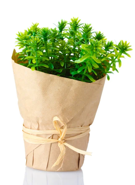 Pianta di timo erba in vaso con bella decorazione di carta isolata su bianco — Foto Stock