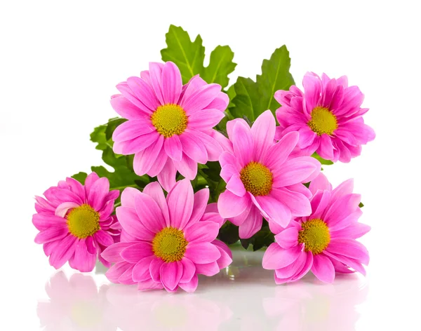 Рожеві квіти хризантем ізольовані на білому — стокове фото