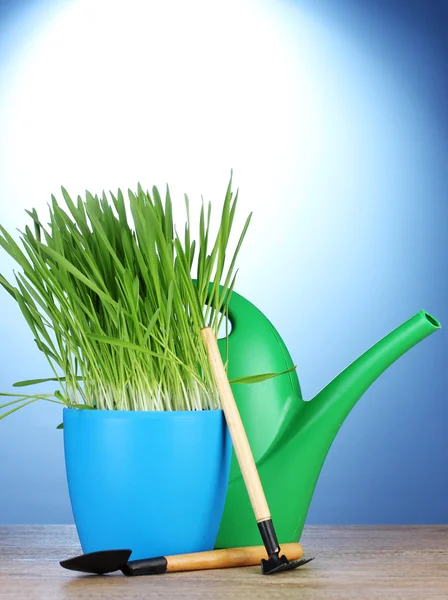 Beautiful grass in a flowerpot, watering can and garden tools on wooden table on blue background — Stock Photo, Image