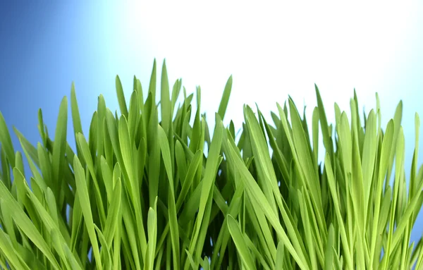 Bela grama verde no fundo azul — Fotografia de Stock