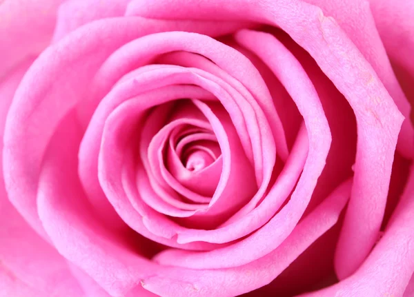 Piękny różowy Rose zbliżenie — Zdjęcie stockowe