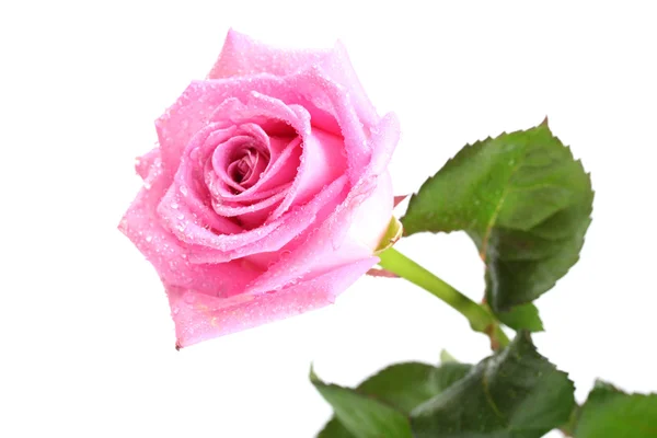 美丽的粉红玫瑰，白色孤立 — 图库照片
