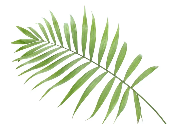 Hermosa hoja de palma verde aislado en blanco —  Fotos de Stock