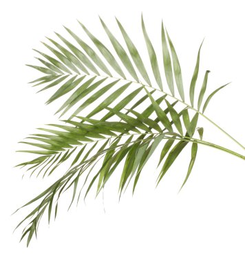 Beautiful palm leaves isolated on white clipart