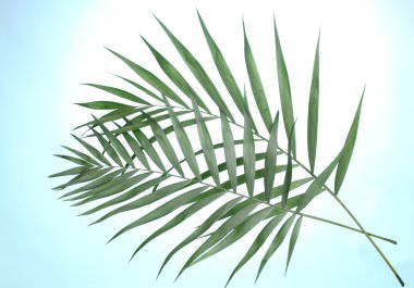 Beautiful palm leaves on blue background clipart
