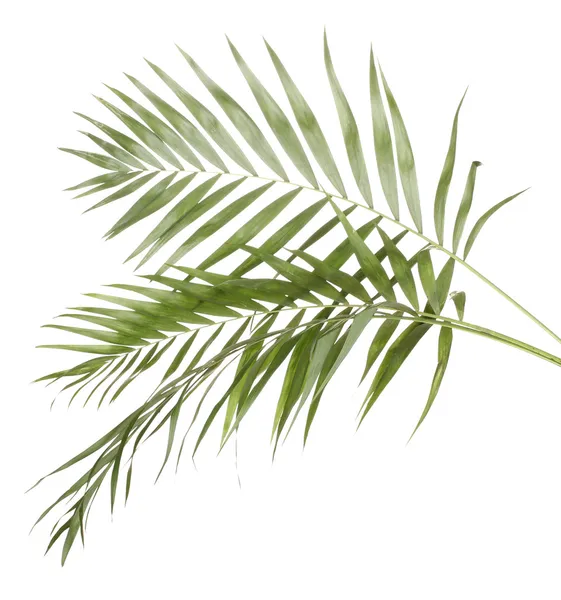 Schöne Palmenblätter isoliert auf weiß — Stockfoto