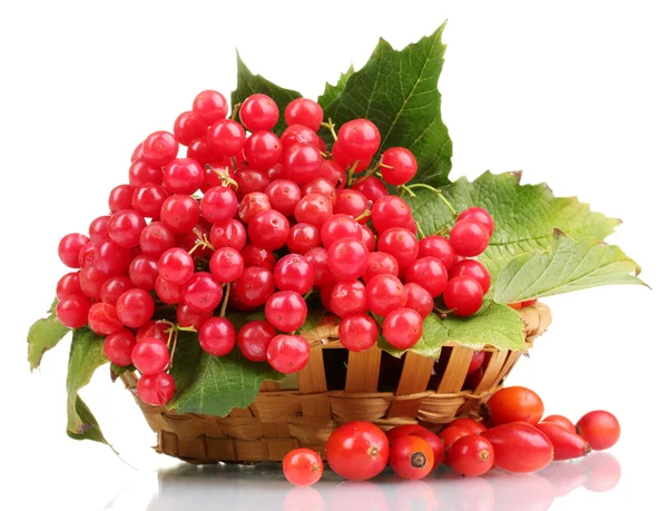 Rode bessen van planten van viburnum in mand en briar geïsoleerd op wit — Stockfoto