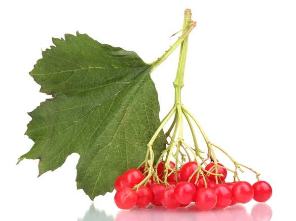 Czerwone jagody Kalina z liść na białym tle — Zdjęcie stockowe