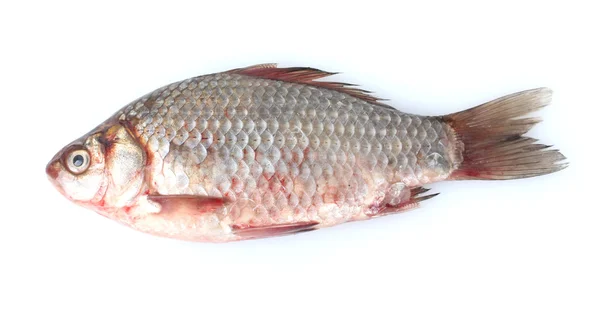 ปลาสดที่แยกจากสีขาว — ภาพถ่ายสต็อก