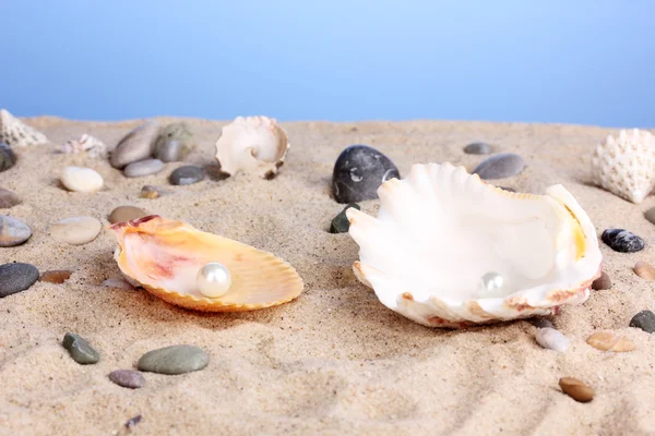 Conchas do mar com pérola na areia — Fotografia de Stock