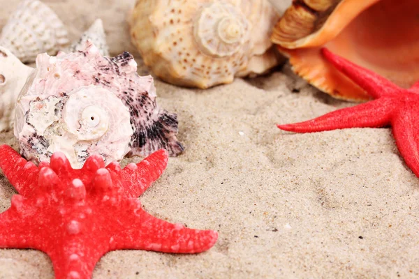 Seashells and starfish on sand close-up — Stock Photo, Image
