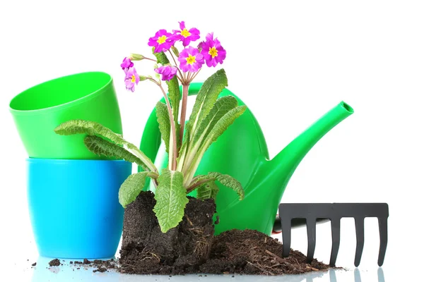 Beautiful purple primrose, soil, watering can and rake isolated on white — Stock Photo, Image