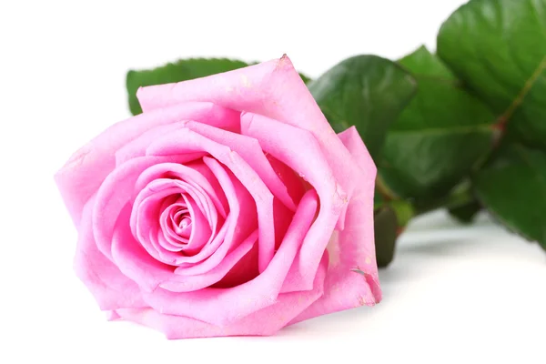 Rosa rosa hermoso aislado en blanco —  Fotos de Stock