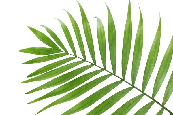 Güzel yeşil palmiye yaprağı üzerinde beyaz izole — Stok fotoğraf