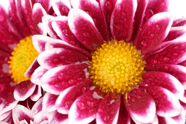 Beautiful chrysanthemum closeup — Stock Photo, Image
