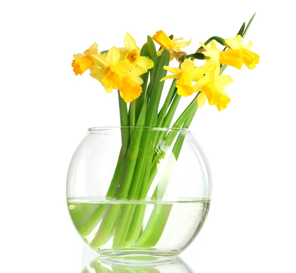 Schöne gelbe Narzissen in transparenter Vase isoliert auf weiß — Stockfoto