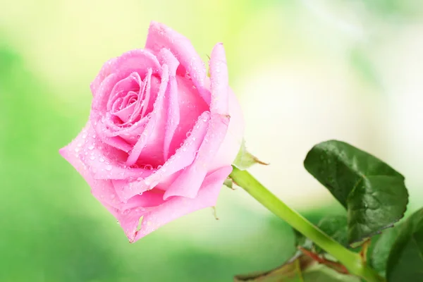 绿色背景上美丽的粉红玫瑰 — 图库照片