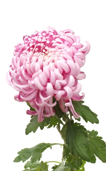 Pink autumn chrysanthemum isolated on white — Stock Photo, Image