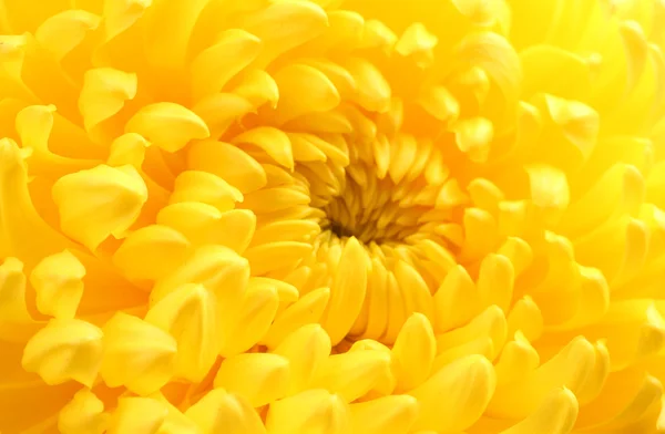 Yellow autumn chrysanthemum macro — Stock Photo, Image