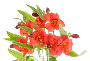 beyaz izole alstroemeria kırmızı çiçekler