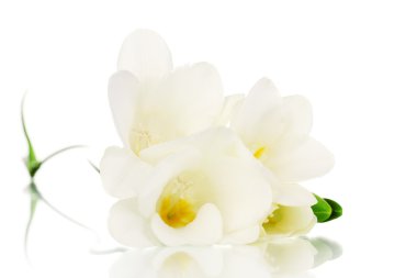 Beautiful freesia isolated on white