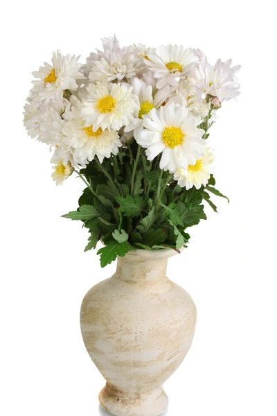 白で隔離されるつぼのヒナギクの美しい花束 — ストック写真
