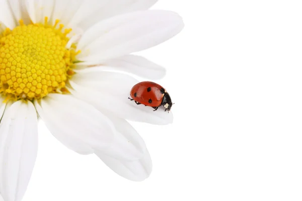 カモミールの花は白で隔離される上に座って ladybud — ストック写真