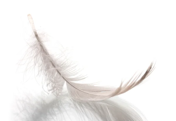 白色上孤立的单个蓬松羽毛 — 图库照片