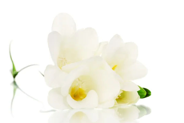 Beautiful freesia isolated on white — Stock Photo, Image