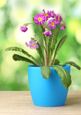 mooie paarse primrose in een bloempot op houten tafel op groene achtergrond