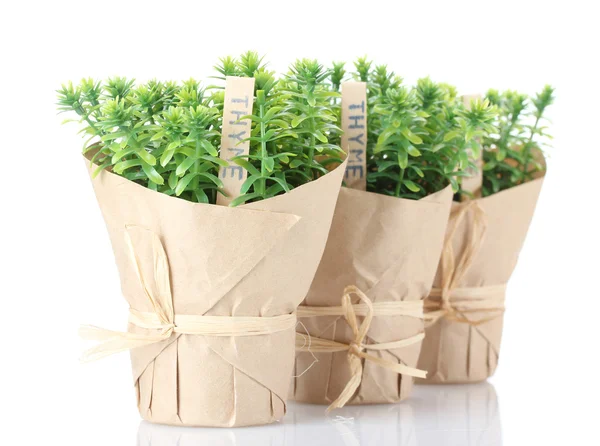 Plantas de hierba de tomillo en macetas con hermosa decoración de papel aislado en blanco —  Fotos de Stock