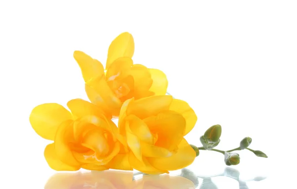Hermosa freesia amarilla aislada en blanco —  Fotos de Stock