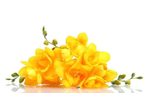Lindas freesias amarelas isoladas em branco — Fotografia de Stock