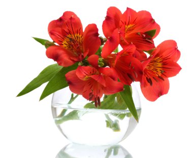 Vazoda beyaz izole alstroemeria kırmızı çiçekler