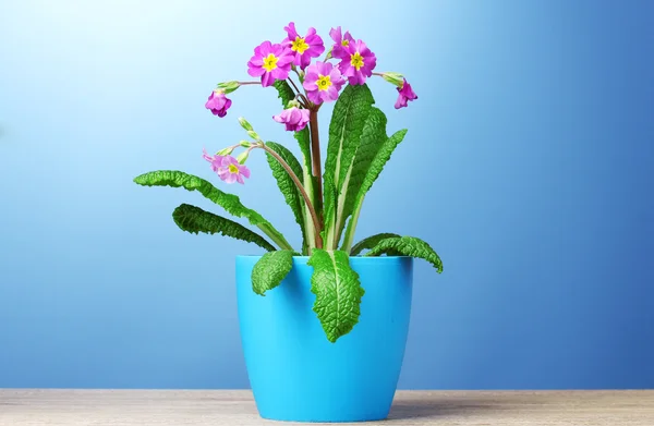 Vackra lila primrose i en blomkruka på träbord på blå bakgrund — Stockfoto